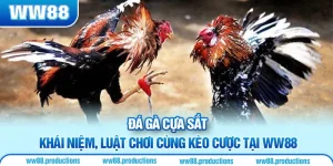 đá gà cựa sắt