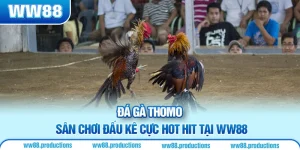 đá gà thomo