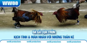 đá gà cựa tròn