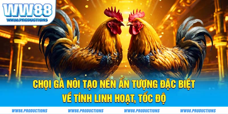 Chọi gà nòi tạo nên ấn tượng đặc biệt về tính linh hoạt, tốc độ
